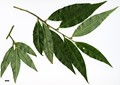 SpeciesSub: var. dictyophylla